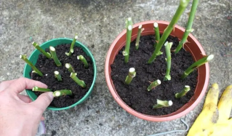 Vuoi avere più rose senza spendere Scopri come propagarle tramite talea