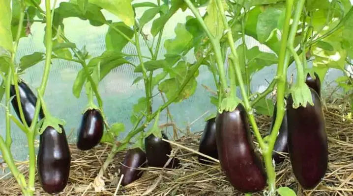 Moltiplica rapidamente le melanzane con questo trucco degli agricoltori