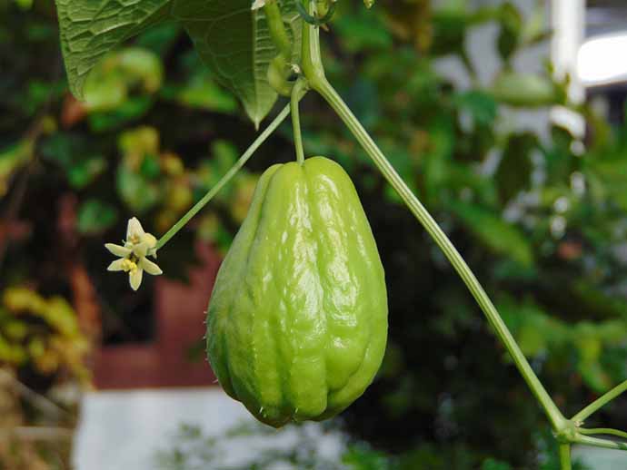 Esplorando le meraviglie del Sechium edule (Chayote)