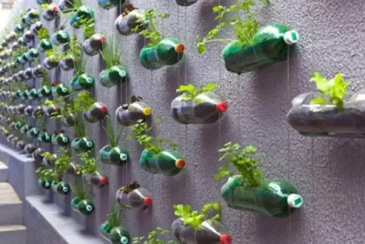 Come coltivare spinaci in casa: guida ecologica e sostenibile 🌱