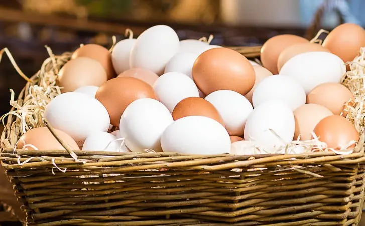 Come aumentare la produzione di uova e migliorare la salute delle galline bianche domestiche 🐔🥚