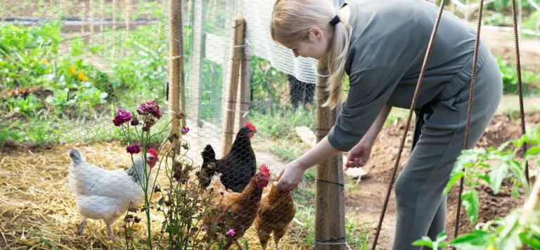 Trasforma il tuo giardino con aiutanti naturali: consigli per vivere meglio e aumentare la produttività 🌿🐔🐝