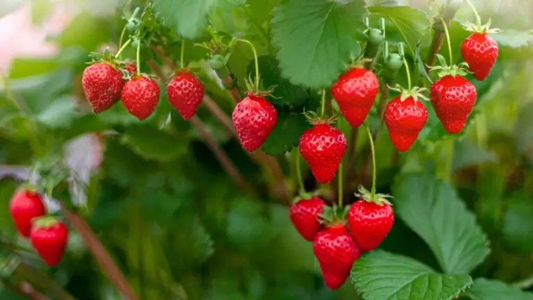🌱 Guida Completa alla Cura e Preparazione delle Fragole in Autunno 🍓