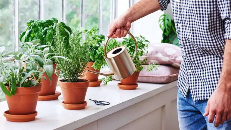 🌿 Come coltivare erbe aromatiche in acqua e trasformare la tua casa in un pratico giardino verde 🌿
