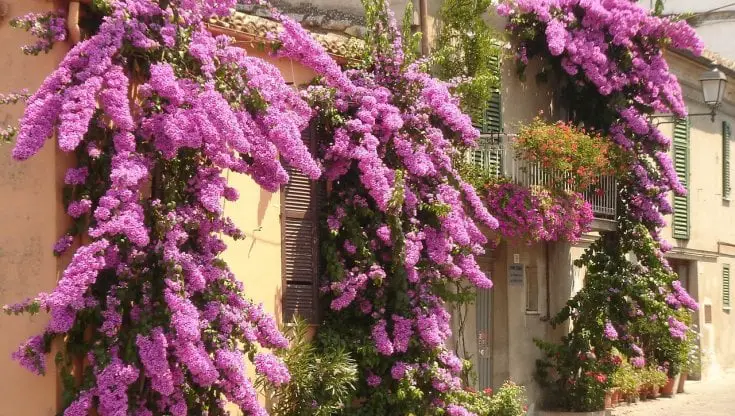 🌺 Trasforma i tuoi spazi esterni con la magia della Bouganville in vaso 🌺