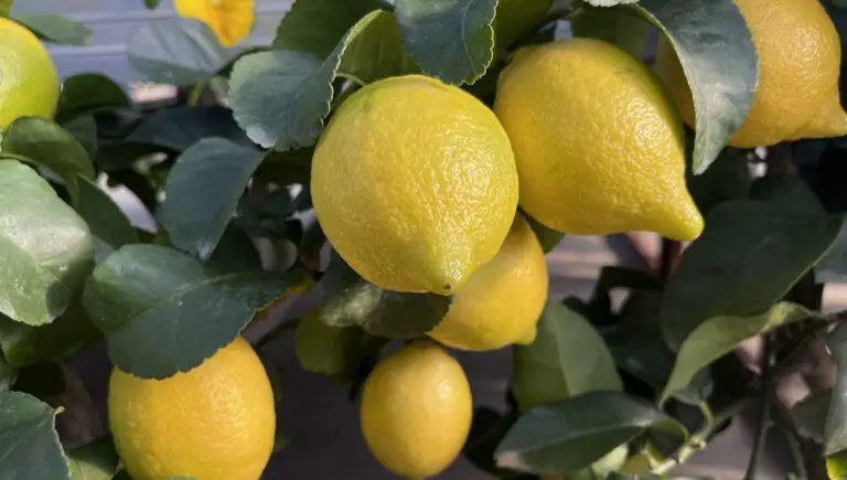 Segreti infallibili dell’agraria: come far crescere limoni in appena 30 giorni 🍋