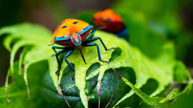 Il Misterioso Ruolo degli Insetti nel Tuo Giardino e nell’Ecosistema 🌸🕷️