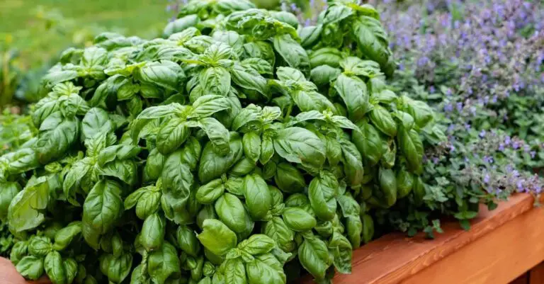 Coltiva erbe aromatiche tutto l’anno usando solo acqua! 🌿✨