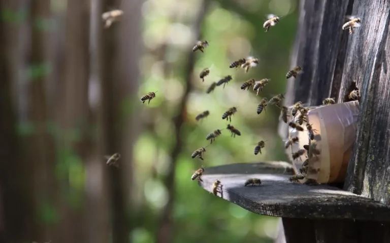 🌿Segreti Naturali per Protgere il Giardino dagli Insetti Sgraditi🌼