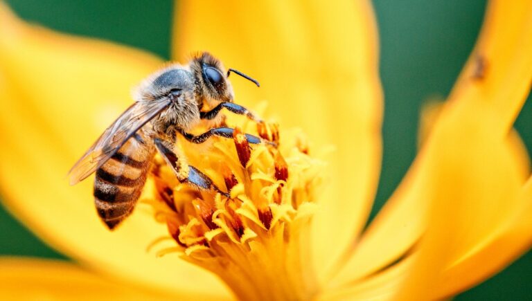 L’ape: l’impollinatore essenziale e lo sciame sociale