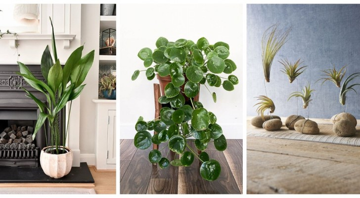 🌿 Trasforma la tua casa con le piante da interno: bellezza, benessere e aria pulita 🌎