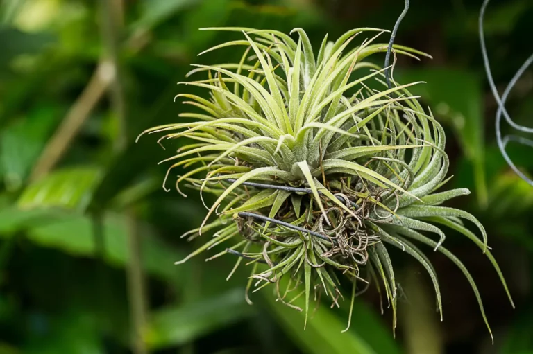 Scopri la meraviglia della Tillandsia! 🌿