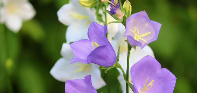 Segreti nascosti dei campanelli di vite: piccoli fiori, grandi benefici! 🌸