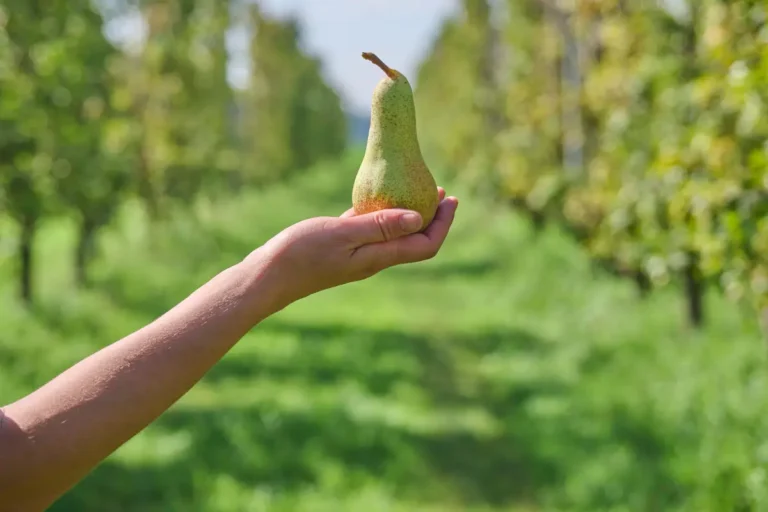Scopri come coltivare le pere in modo biologico e sostenibile per un raccolto sano 🍐🌿