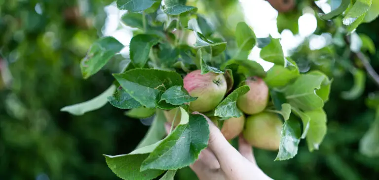 🌳7 Alberi da Frutta Facili da Coltivare in Vasca in Casa🏡