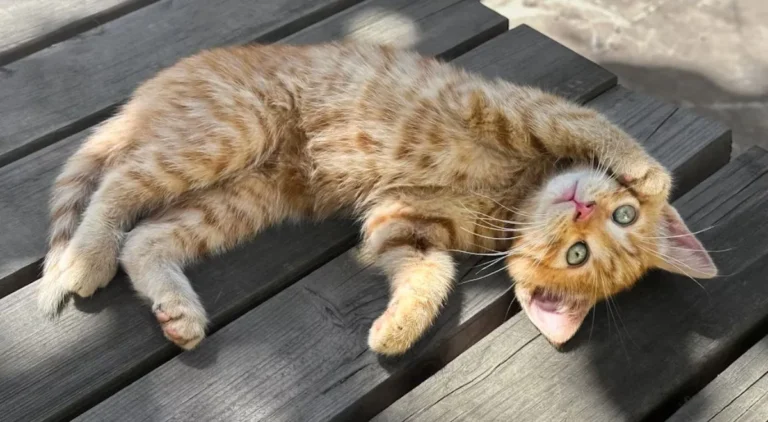 Sapere tutto sui gatti può rendere il vostro rapporto ancora più speciale e consapevole! 🐱