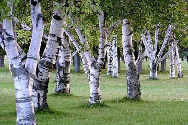 Trasforma il tuo giardino in una cartolina con gli Ipê 🌸🌳