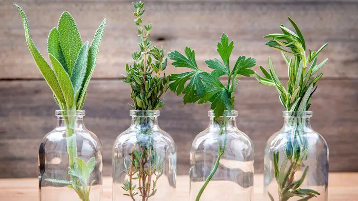 Erbe aromatiche acquaponiche 🌿 Impara a coltivare erbe aromatiche tutto l’anno in acqua