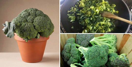 Come Coltivare Broccoli in Vaso: Guida Completa per un Superalimento Diretto al Tuo Balcone! 🌱🥦