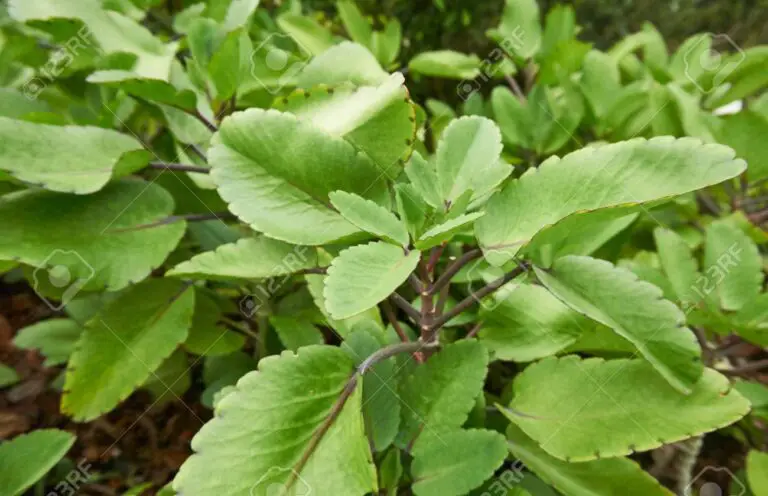 La foglia miracolosa della vita: un dono naturale per il benessere totale 🌿✨