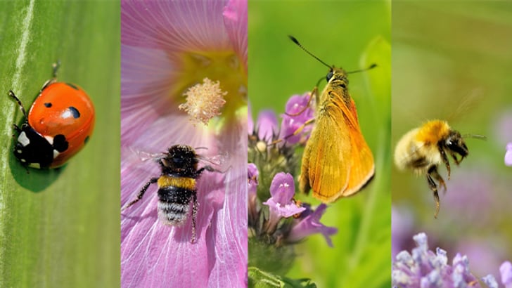 Trasforma il tuo giardino in un’oasi di biodiversità e armonia naturale 🌿🌸