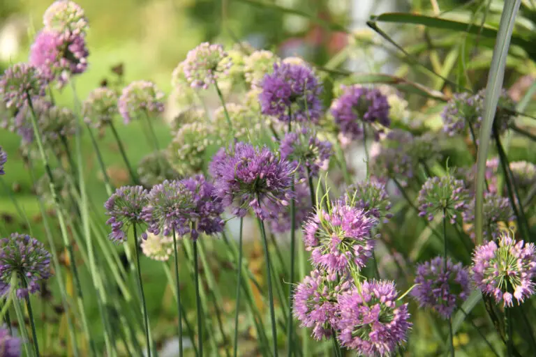 🌸 Come coltivare annuali resistenti al caldo nel tuo giardino estivo
