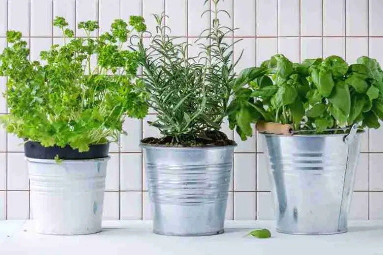 Home Heroes: 11 erbe che puoi coltivare solo con l’acqua 🌿✨