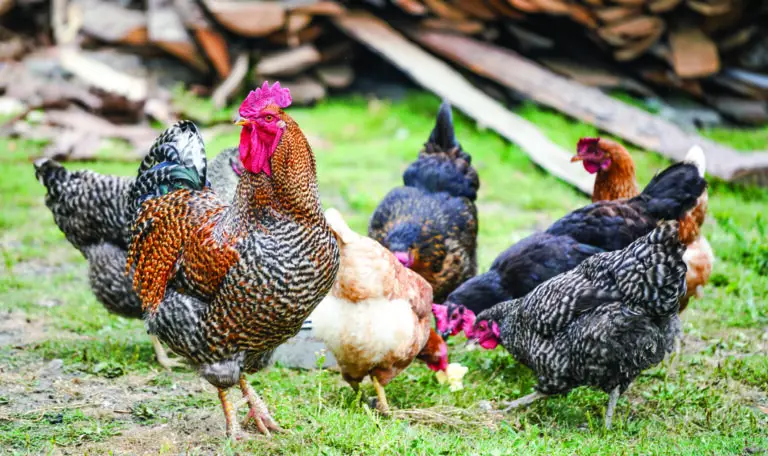 Le migliori razze di galline per la produzione di uova: una guida per gli appassionati di pollame