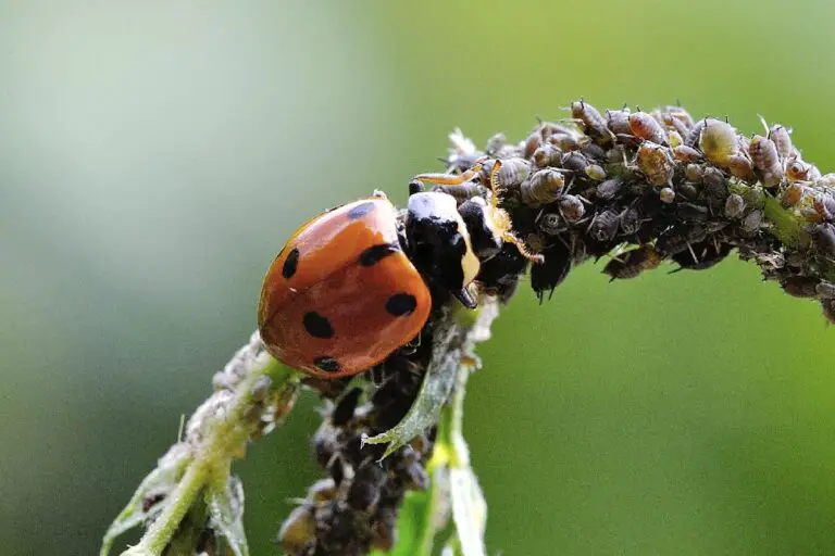 Conosci gli insetti del tuo giardino: la differenza fondamentale tra coccinelle autoctone e asiatiche 🐞🌿