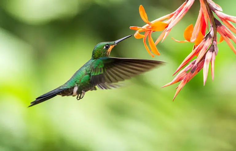 Alla scoperta delle 9 migliori calamite per colibrì: piante che attireranno questi splendidi uccelli nel tuo giardino