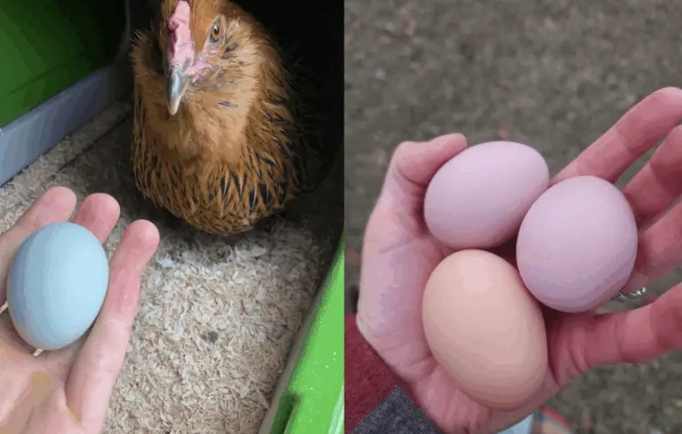 Il Mondo Segreto delle Uova: Scopri le Varietà e le Caratteristiche delle Galline da Uova 🥚🌱