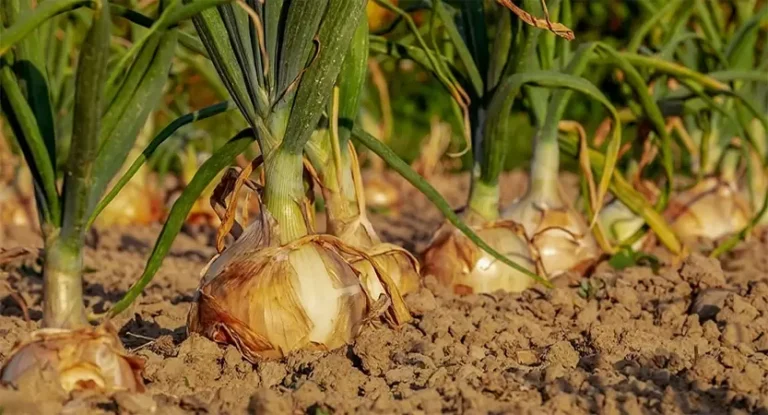 7 Segreti per Coltivare Cipolle Più Grandi e Sane a Casa 🌱🧅