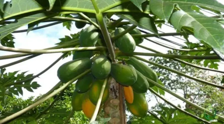 Guia Completa e Dettagliata per Coltivare Papaya per Coloranti Naturali e Arte 🎨🌿