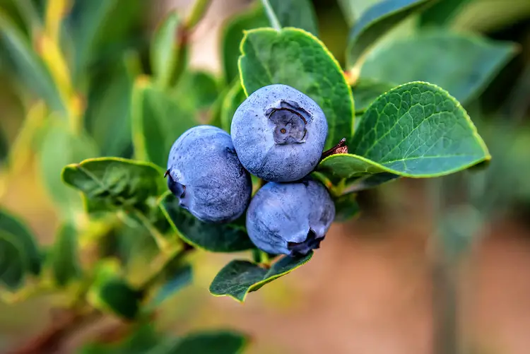 Scopri come coltivare mirtilli in casa e ottenere un raccolto illimitato 🍇✨