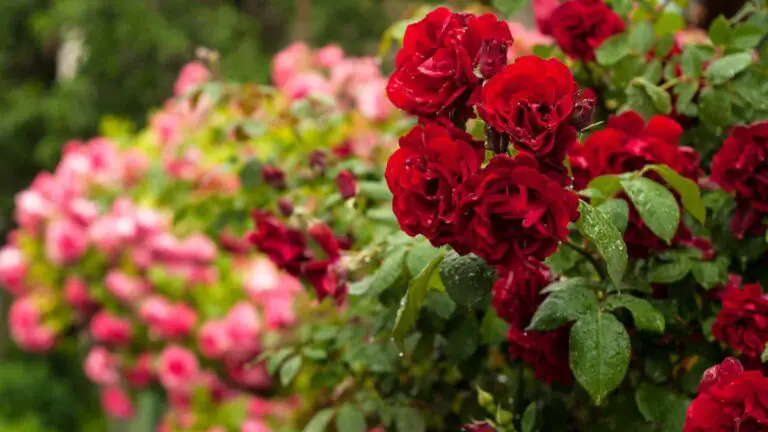 🌺 Guida completa alla potatura delle rose: preziosi consigli per un giardino meraviglioso 🌹