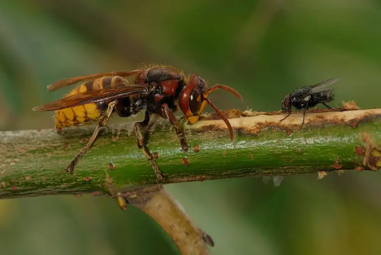 Esplorando il mondo degli insetti: uno sguardo ironico ma perspicace ad api, vespe e calabroni