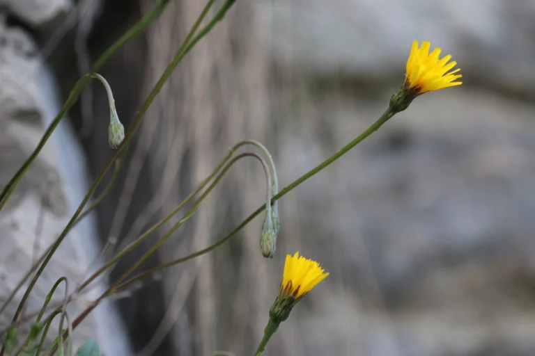 Gli incredibili segreti del dente di leone che non conoscevi! 🌼