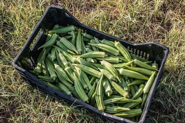 Come Coltivare il Gombo a Casa: La Guida più Dettagliata per il Successo 🌱🥢