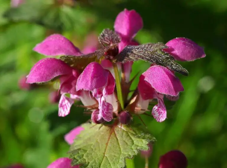 🌿 Scopri i Segreti della Crema Naturale di Ortica Viola e i Suoi Benefici Sorprendenti 🌸