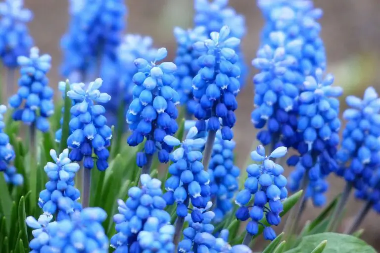 🌸 15 piante sempreverdi blu facili da coltivare per un giardino meraviglioso e tranquillo