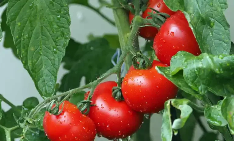 Come coltivare pomodori veloci e ricchi di sapore per un raccolto abbondante 🍅🌿