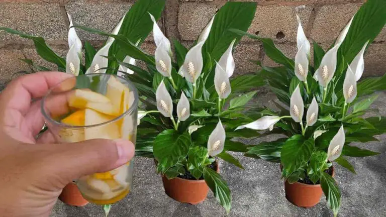 Scopri il segreto naturale per far sì che il tuo giglio della pace continui a fiorire per oltre 10 anni.