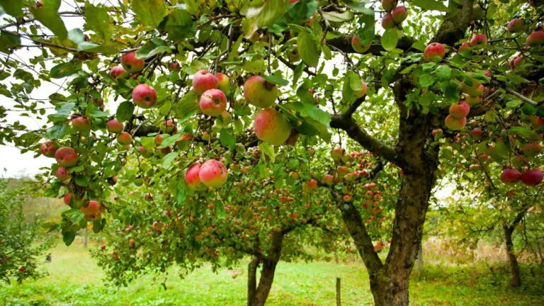 Vivi l’arte di coltivare un melo dai semi e scopri tutti i segreti! 🍎🌳