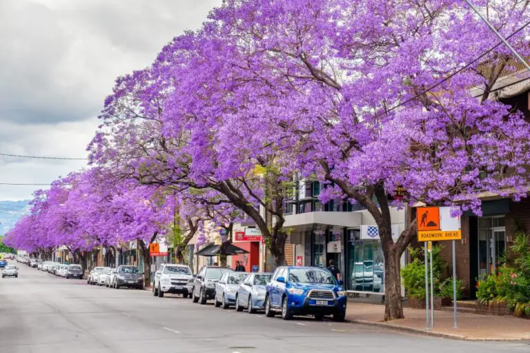 🌿 Come scegliere gli alberi perfetti per il tuo marciapiede e creare uno splendido giardino urbano 🌱