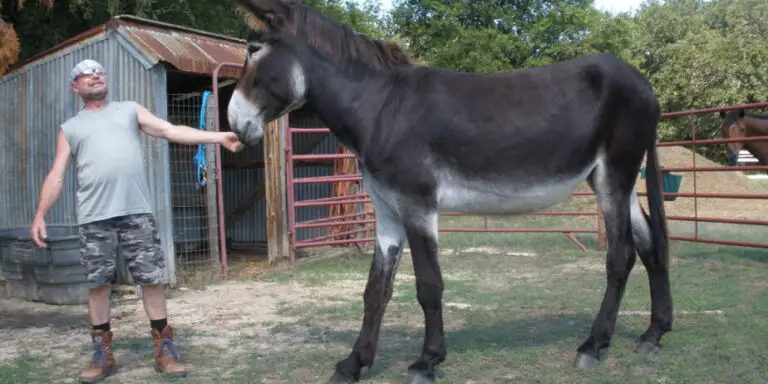 Le Diverse Razze di Asini nel Mondo: Una Ricca Tradizione di Resilienza e Cultura