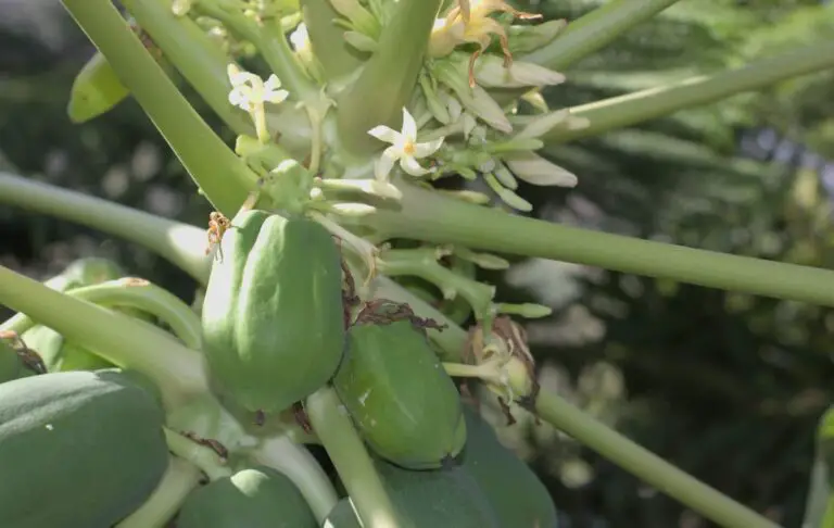 Come coltivare la papaya in vaso a casa: tutto quello che devi sapere per un raccolto abbondante e sano 🍃🥭