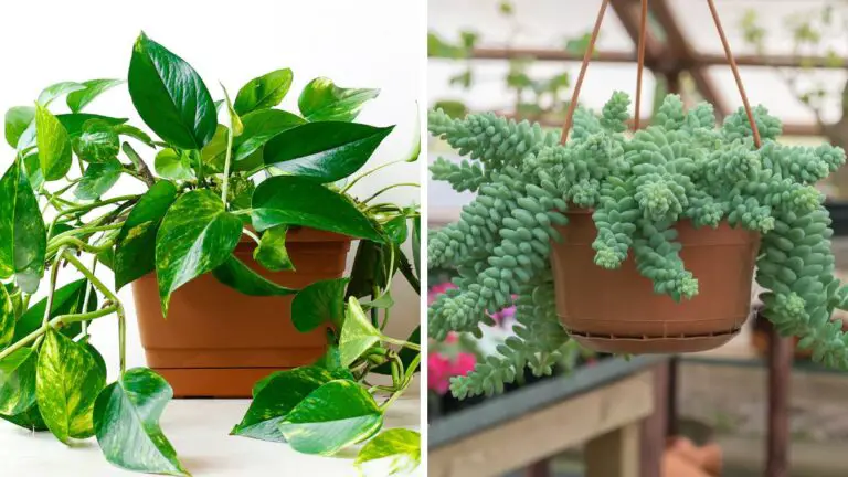 🌿Come Arricchire la Tua Casa con Pianti Pendenti: Guida Completa per un Verde Incantevole🌿