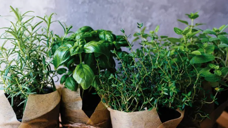 🌿 Come Coltivare un Giardino di Aromatiche in Vaso in Italia