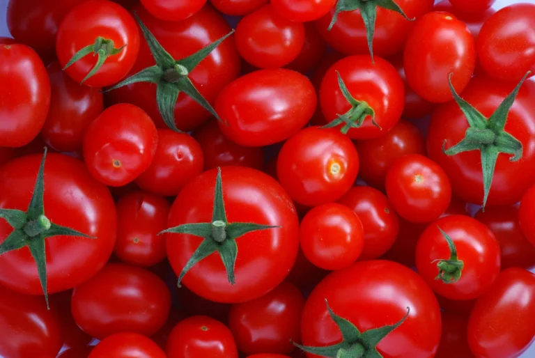Scopri i segreti delle varietà di pomodoro 🍅