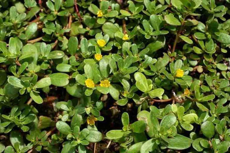 7 Motivazioni Irresistibili Per Coltivare La Portulaca Nel Tuo Giardino 🌿✨